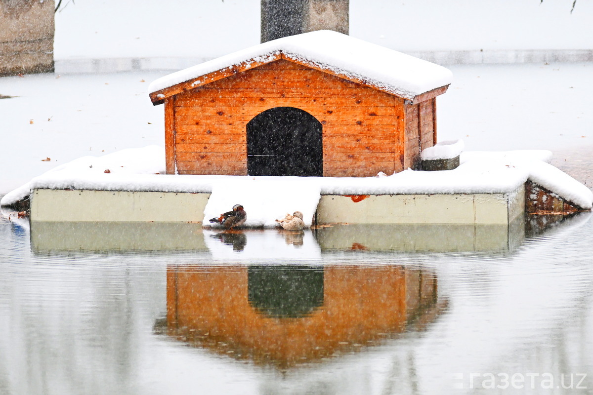 Какой будет предстоящая зима — прогноз Узгидромета
