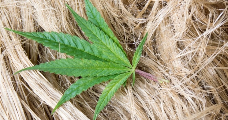 Депутат предложил использовать каннабис для производства одежды