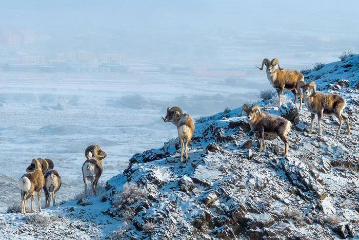 Аргали вышли к пригородам Карамая на зимовку