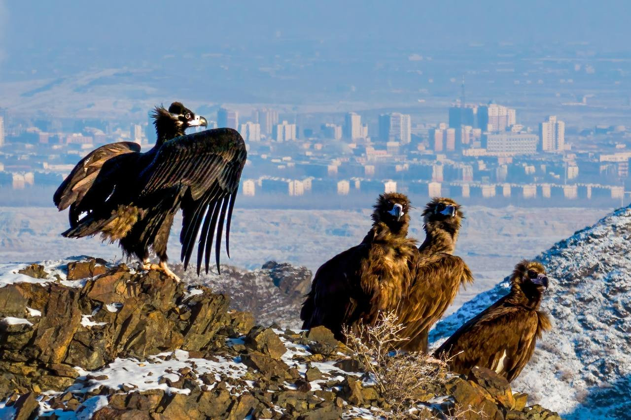 Могучий сип на вершине гор