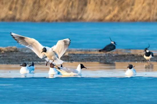 Весна пришла — перелётные птицы возвращаются в Карамай