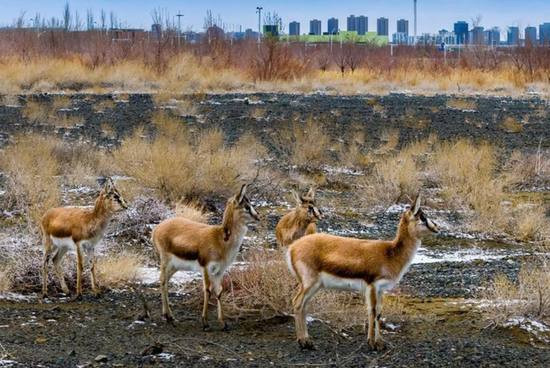 «Духи пустыни» всё ближе к городу: экология Карамая даёт результат
