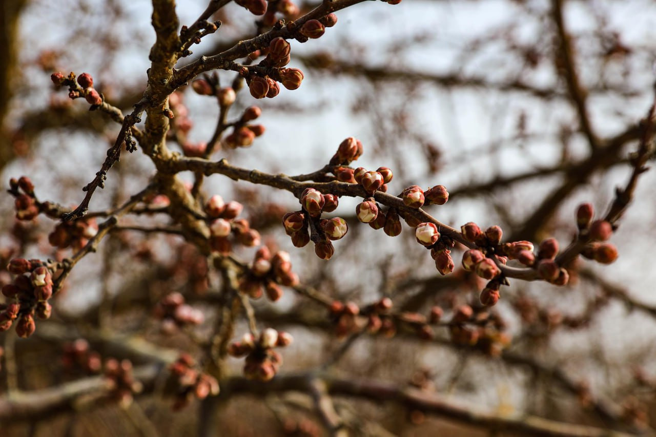 В Токсуне (Синьцзян) скоро зацветут абрикосы — «первая весна» приглашает гостей из Центральной Азии