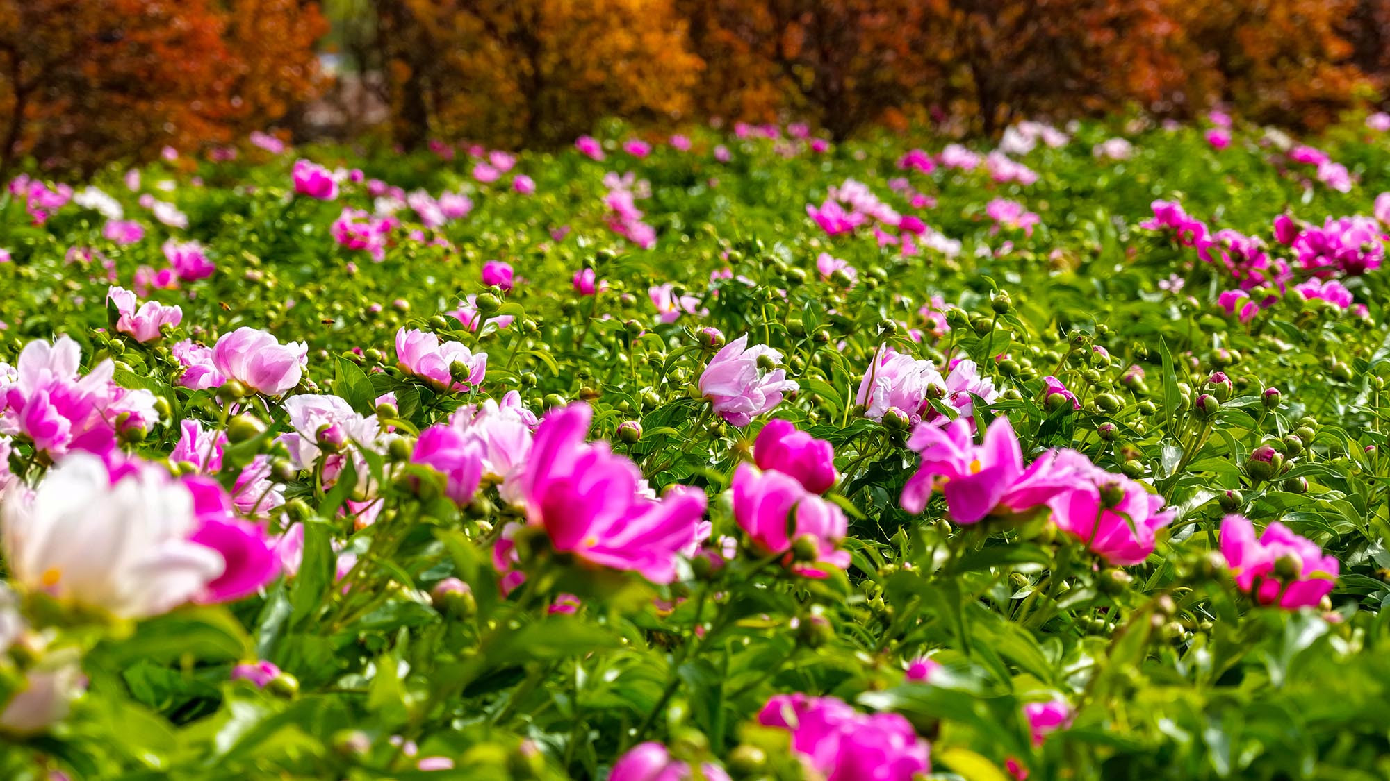В Токсуне в Синьцзяне начинается цветение пионов, пик ожидается в майские праздники