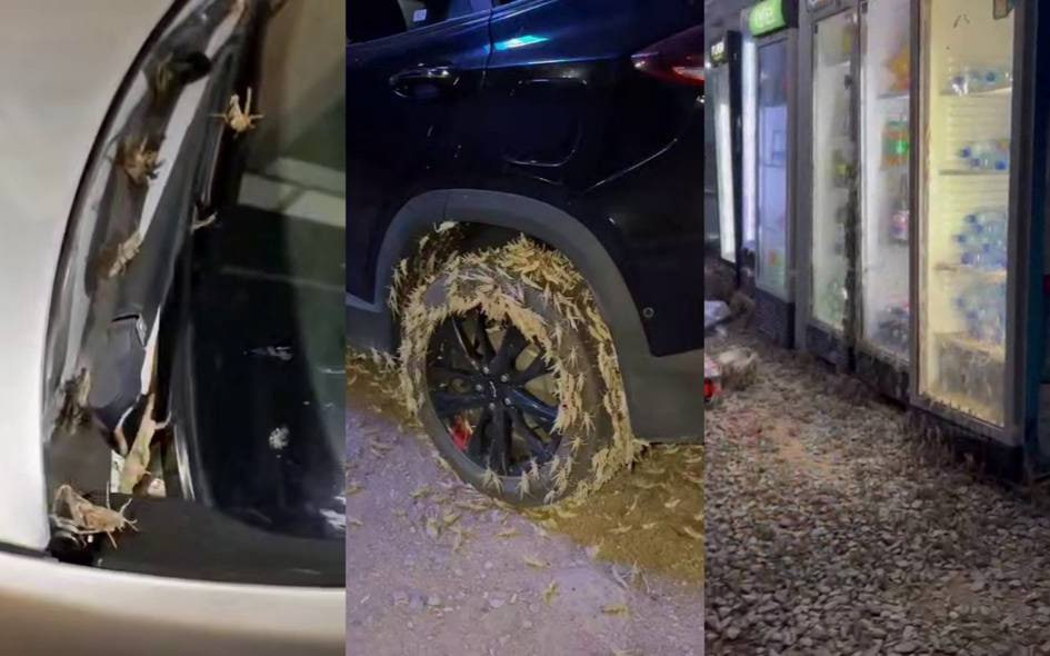 В западных регионах Узбекистана наблюдается нашествие саранчи — комментарий МЧС
