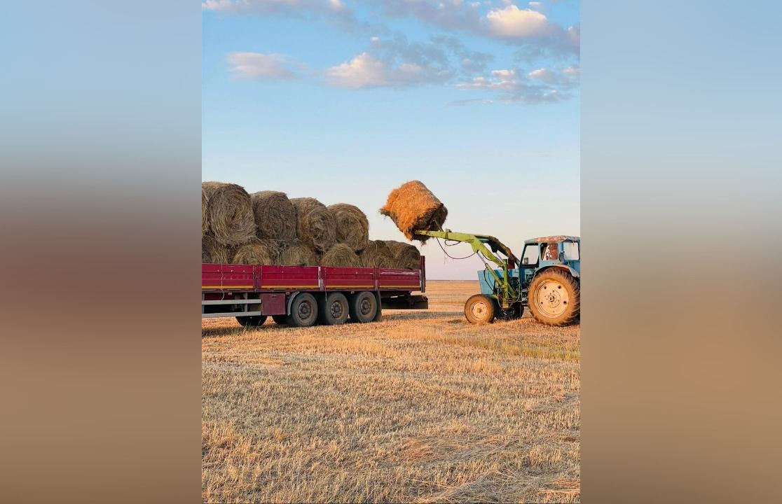Казахстан заготовил более 40 млн тонн кормов к зиме